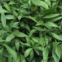 Ruscus hypoglossum