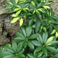 157.	Schefflera arboricola Variegata