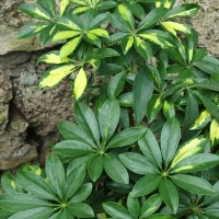 Szeflera drzewkowata 'Variegata'