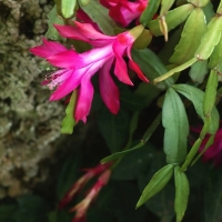 Szlumbergera ucięta