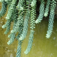 Sedum morganianum