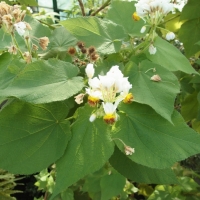 Sparrmannia africana