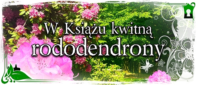 The  rhododendrons are In bloom at Książ Castle