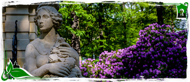 The  rhododendrons are In bloom at Książ Castle