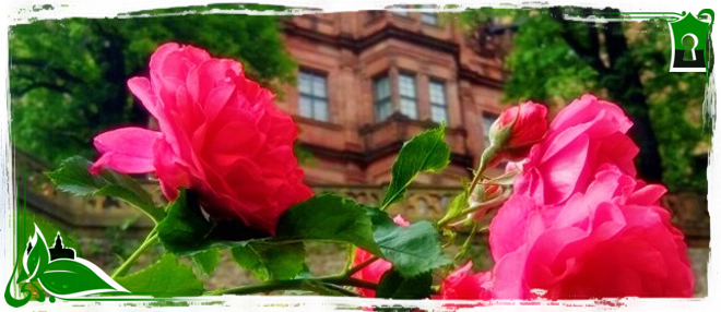 The Rose Garden in bloom