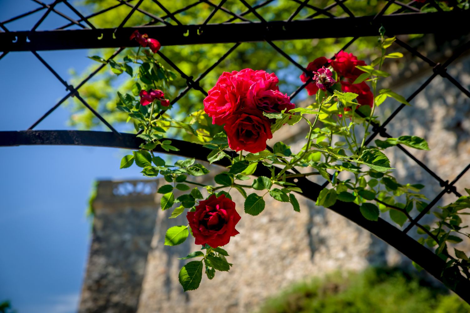 The Rose Garden in bloom