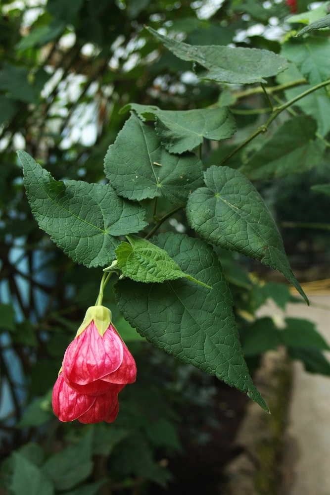 Abutilon x hybridum