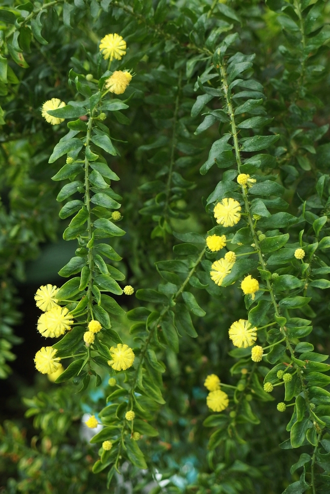 Acacia paradoxa