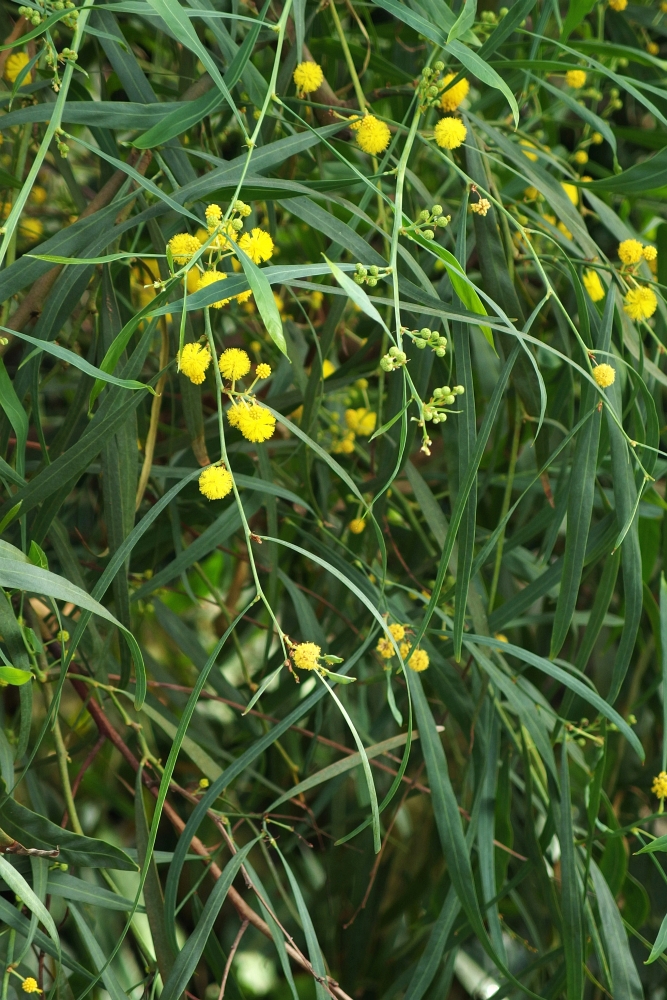 Acacia saligna