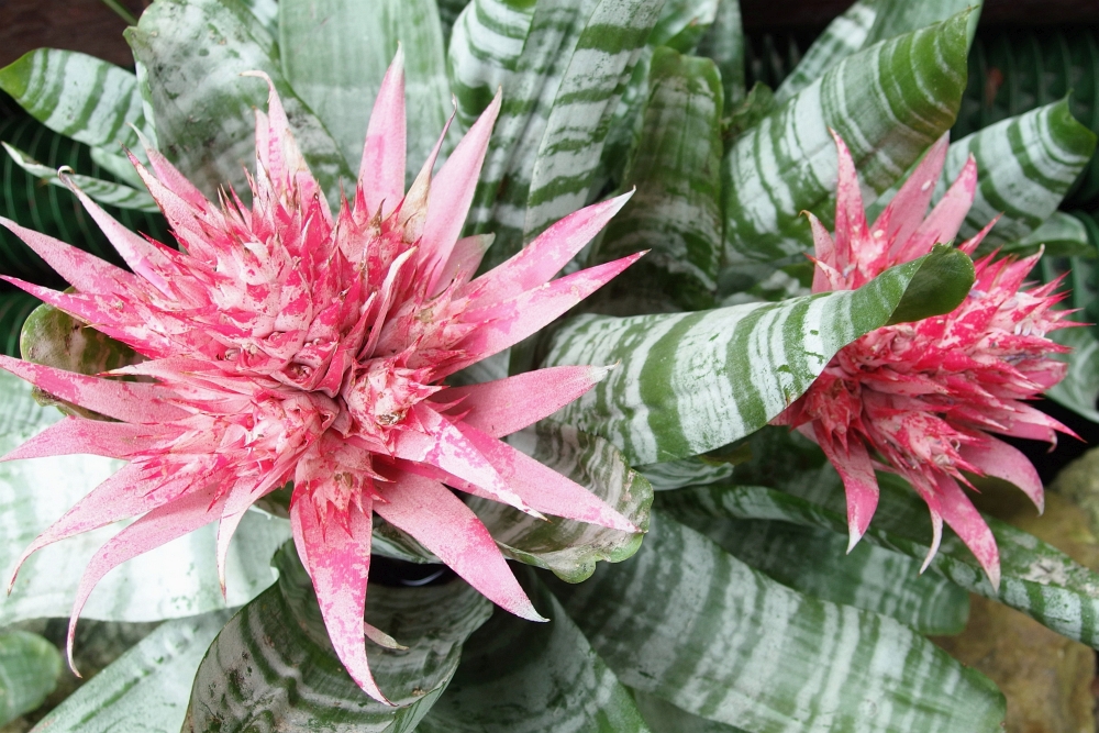 Aechmea fasciata