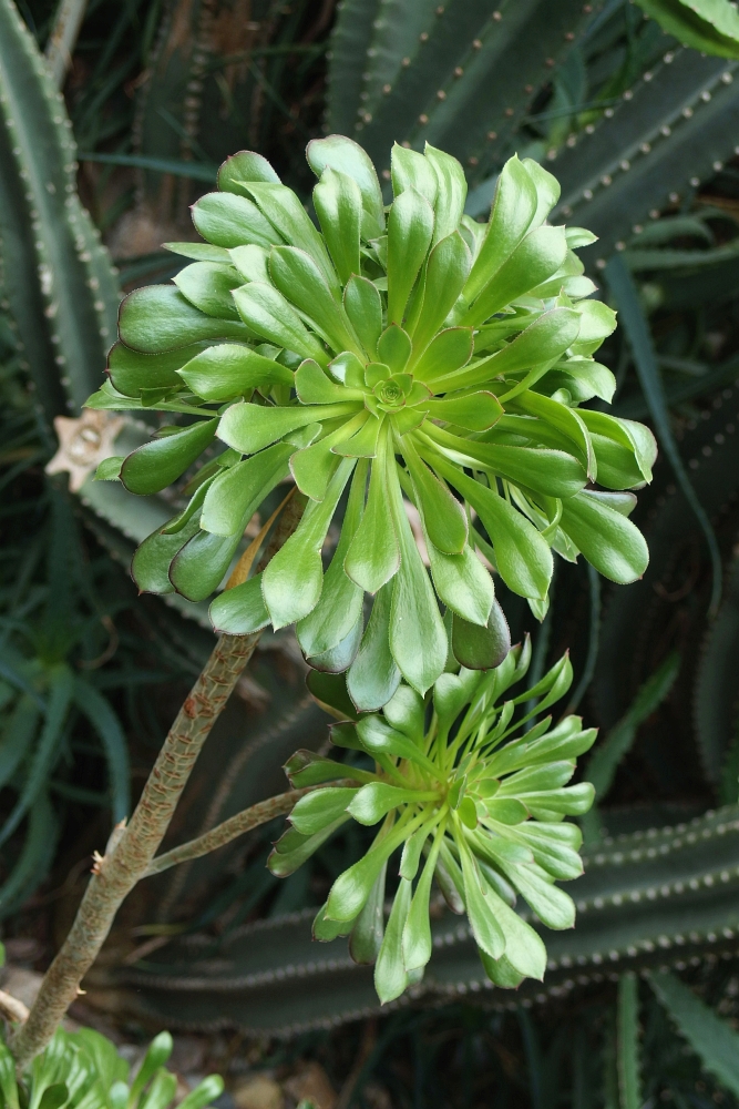 Aeonium arboreum