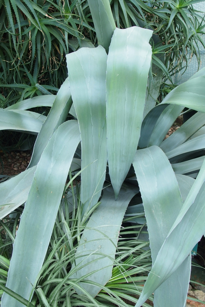 Agave americana