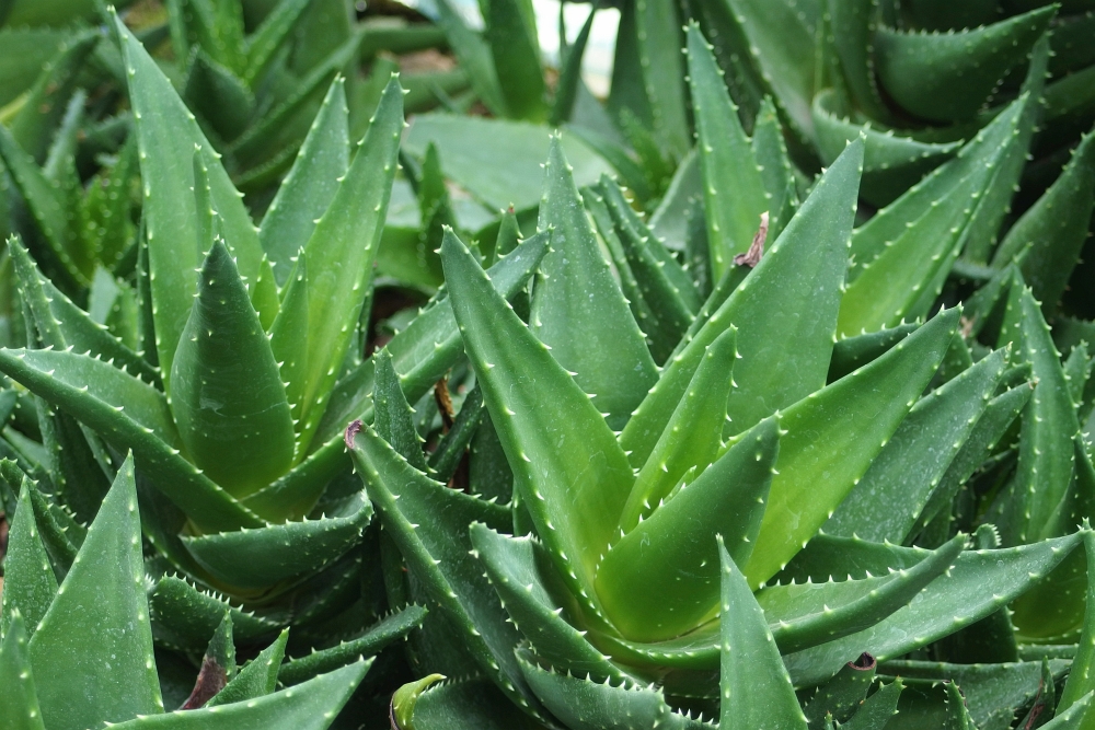 Aloë brevifolia