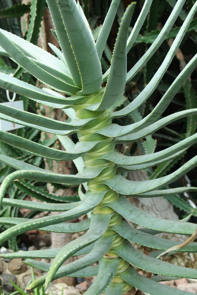 Aloë dichotoma