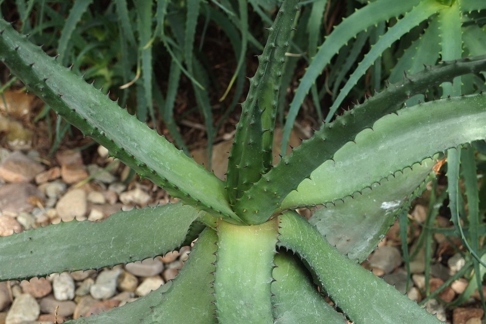 Aloes uzbrojony