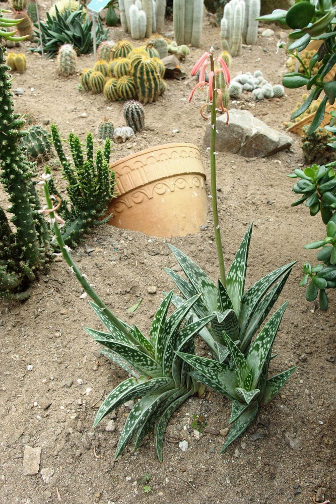 Aloes pstry