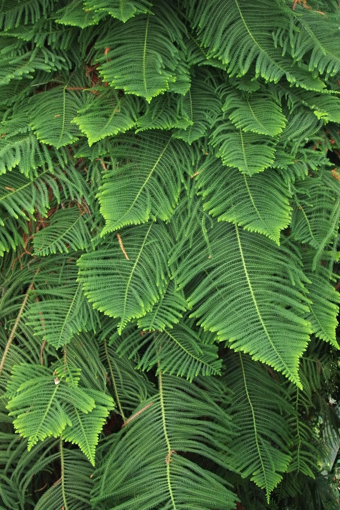 Araucaria heterophylla 