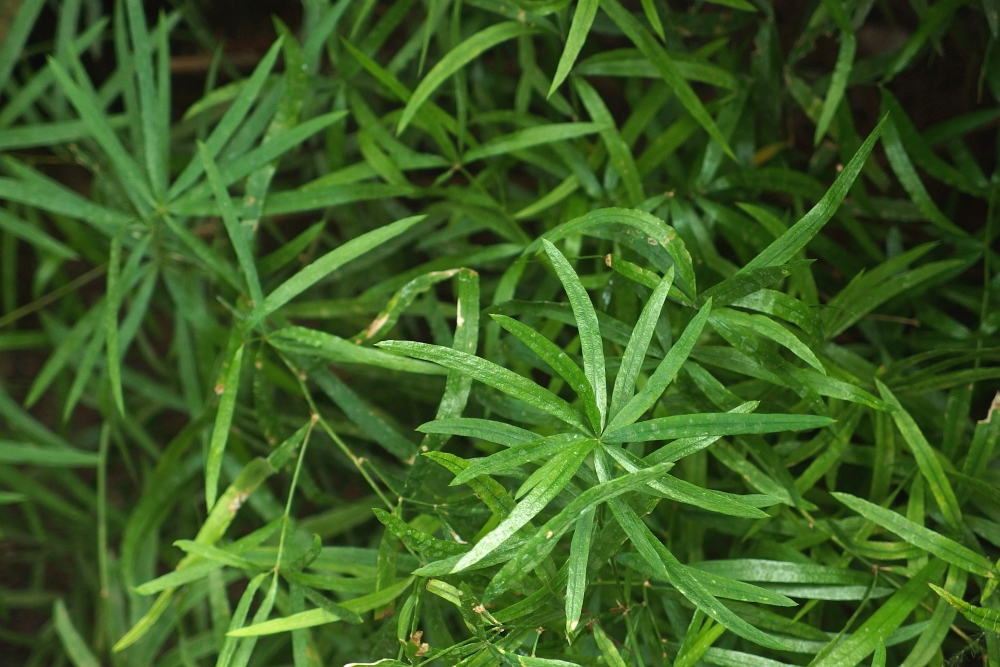 Asparagus falcatus