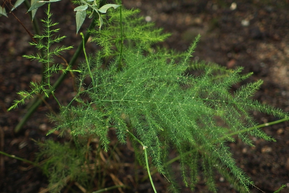 Asparagus setaceus