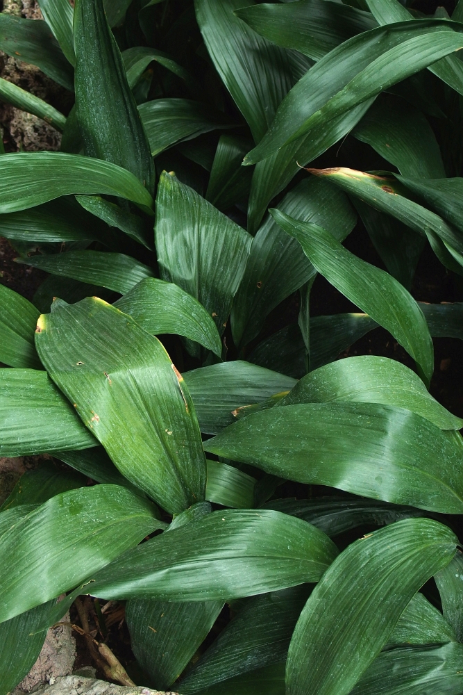 Aspidistra elatior