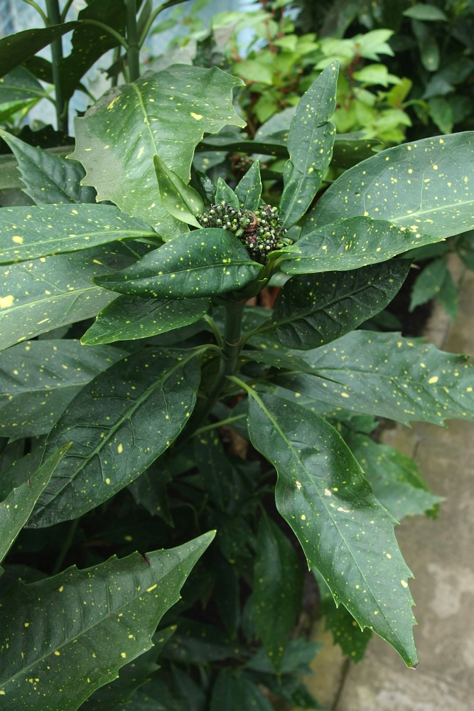 Aucuba japonica ’Variegata’