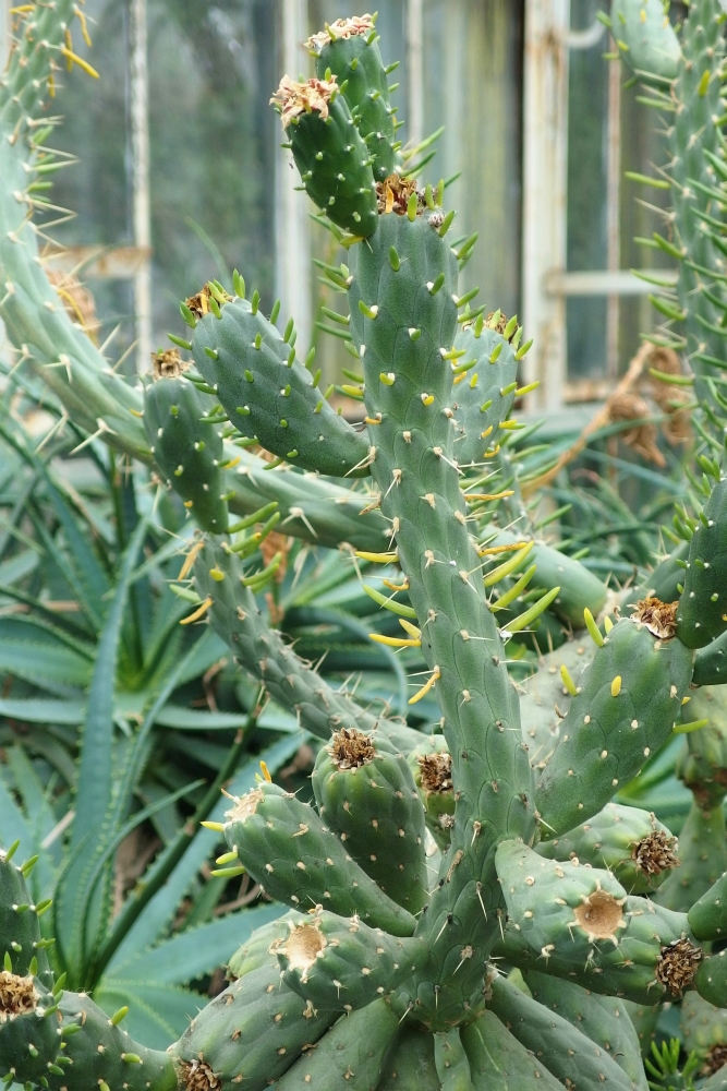 Austrocylindropuntia subulata