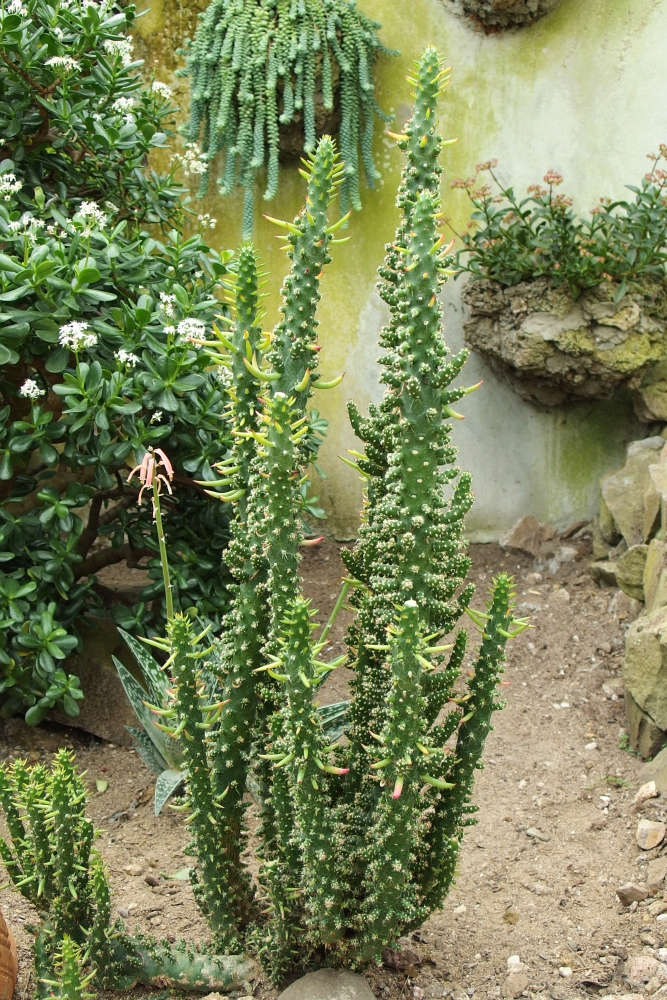 Austrocylindropuntia subulata f. monstrosa