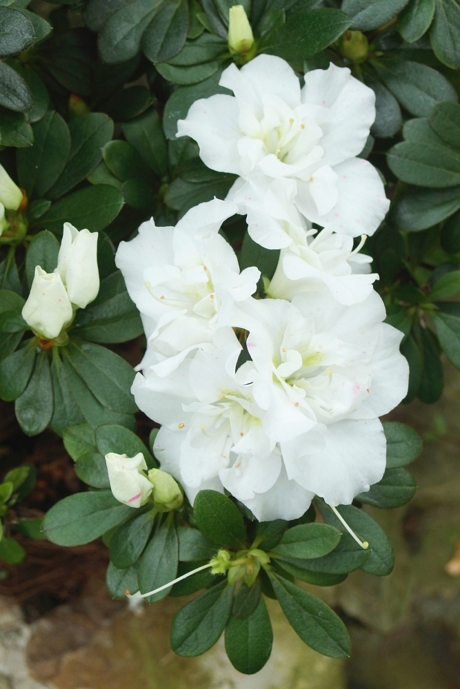 Azalea indica ’Alaska’