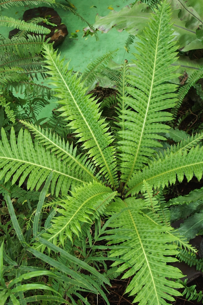 Blechnum gibbum