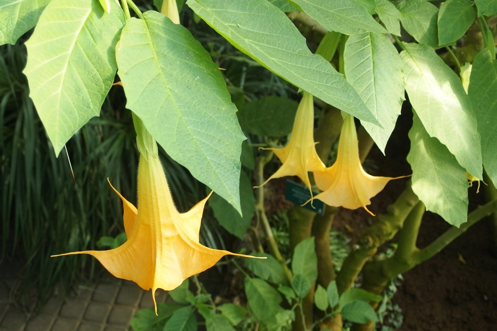 Brugmansia aurea