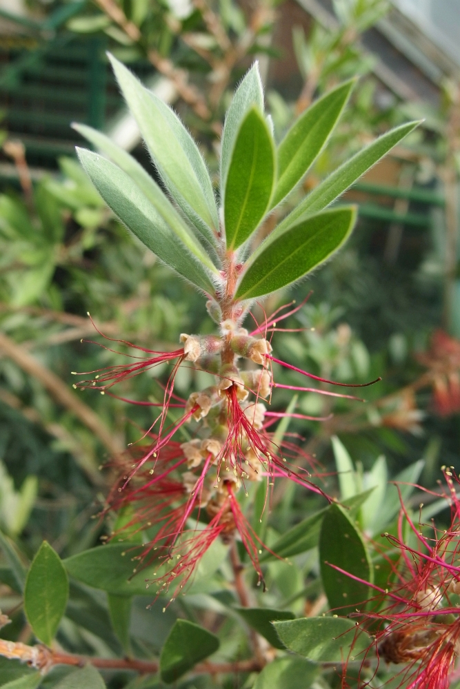 Callistemon citrinus