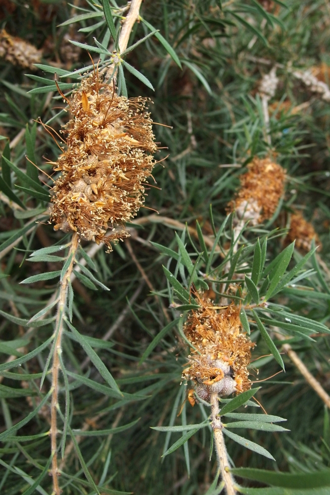 Callistemon rigidus