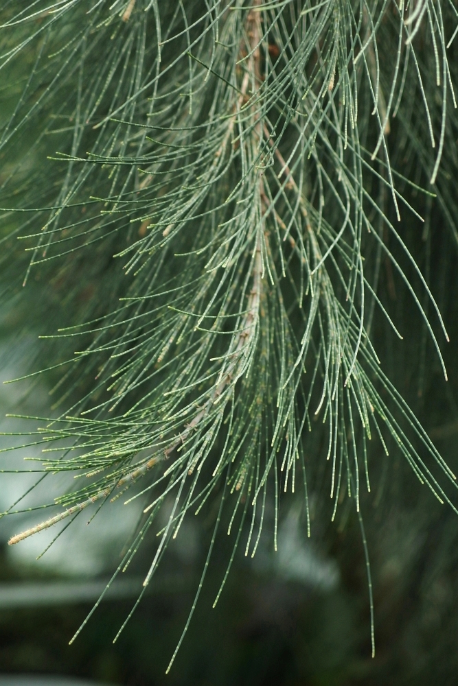 Casuarina equisetifolia