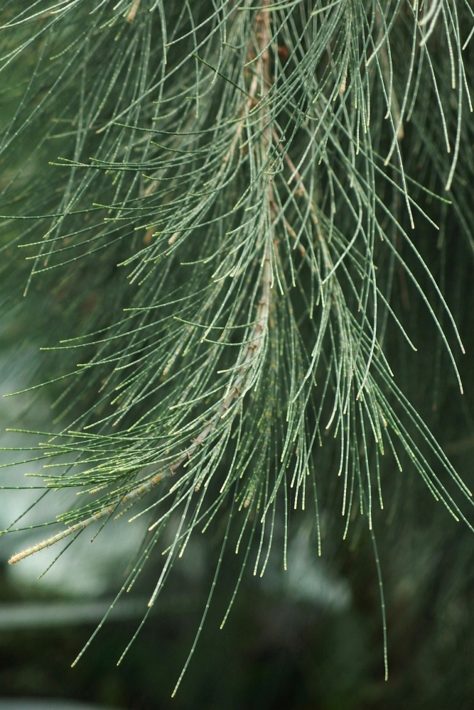 Casuarina equisetifolia