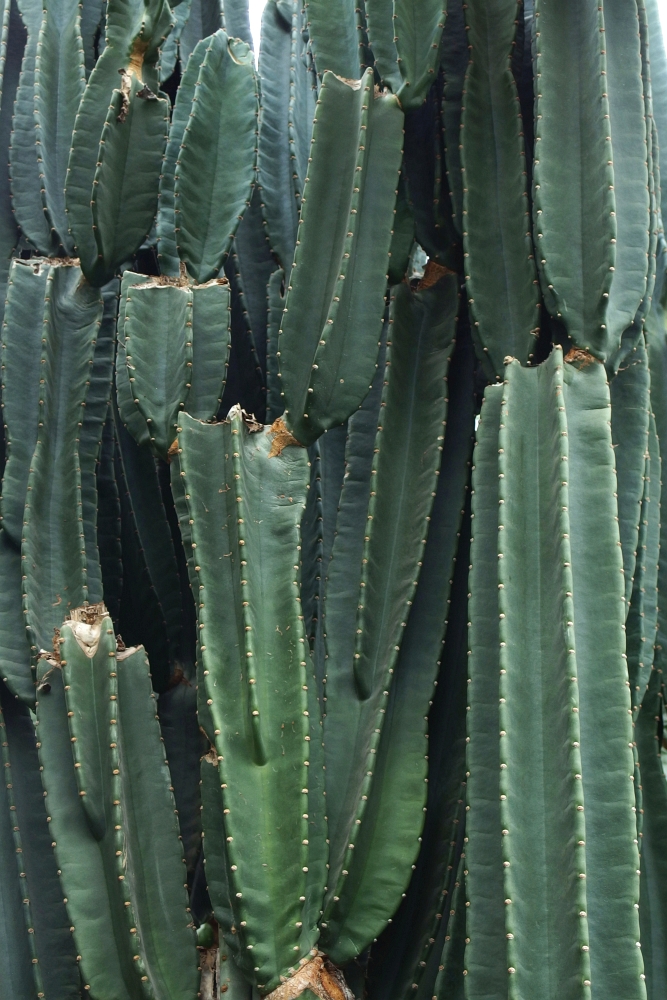 Cereus peruvianus