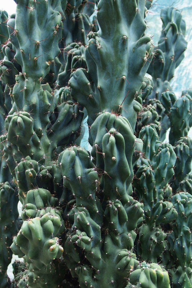 Cereus peruvianus f. monstrose