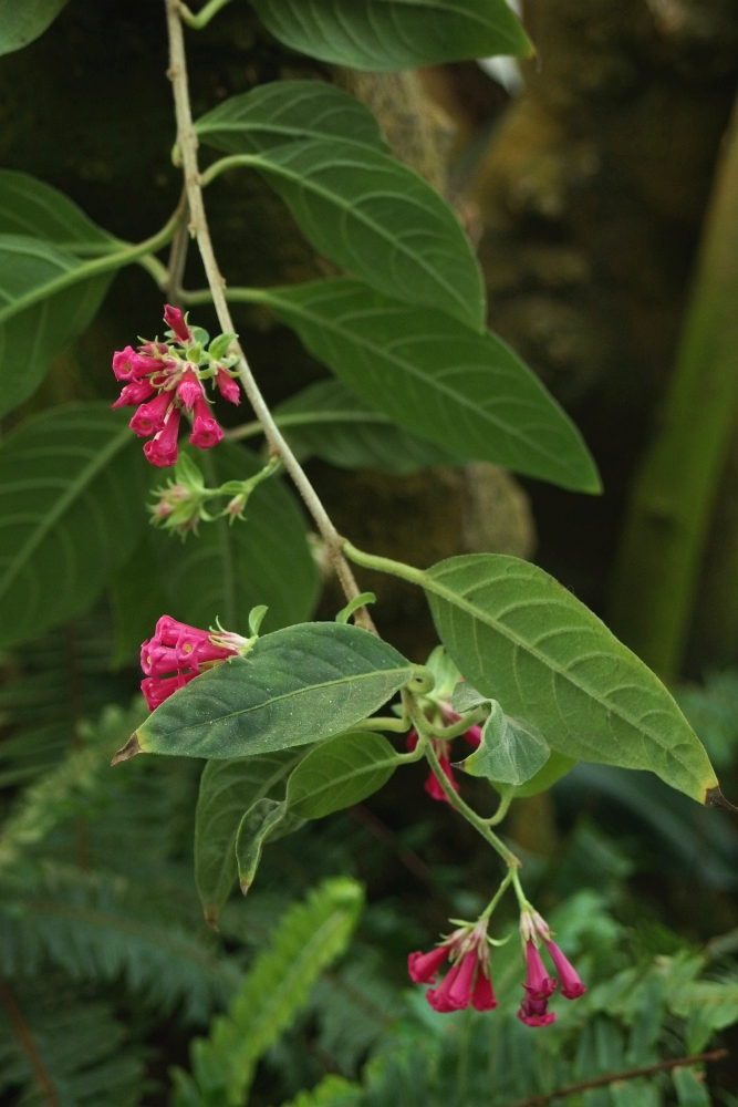 Cestrum purpurowe