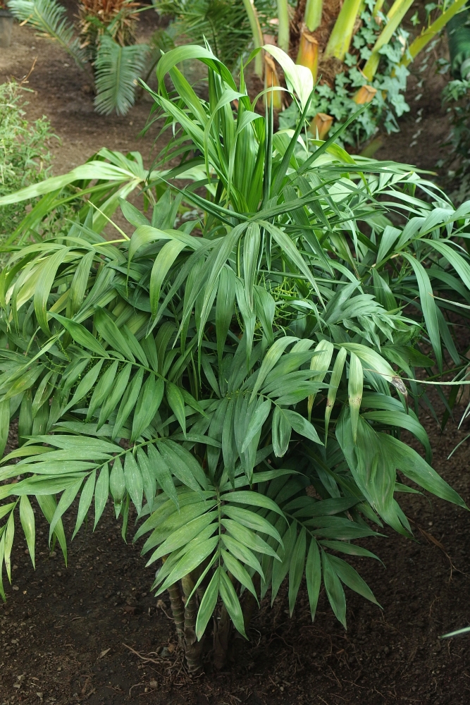 Chamaedorea elegans