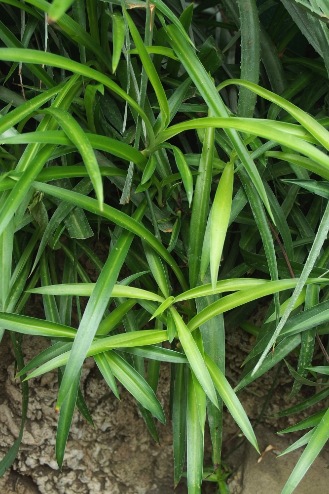 Chlorophytum comosum