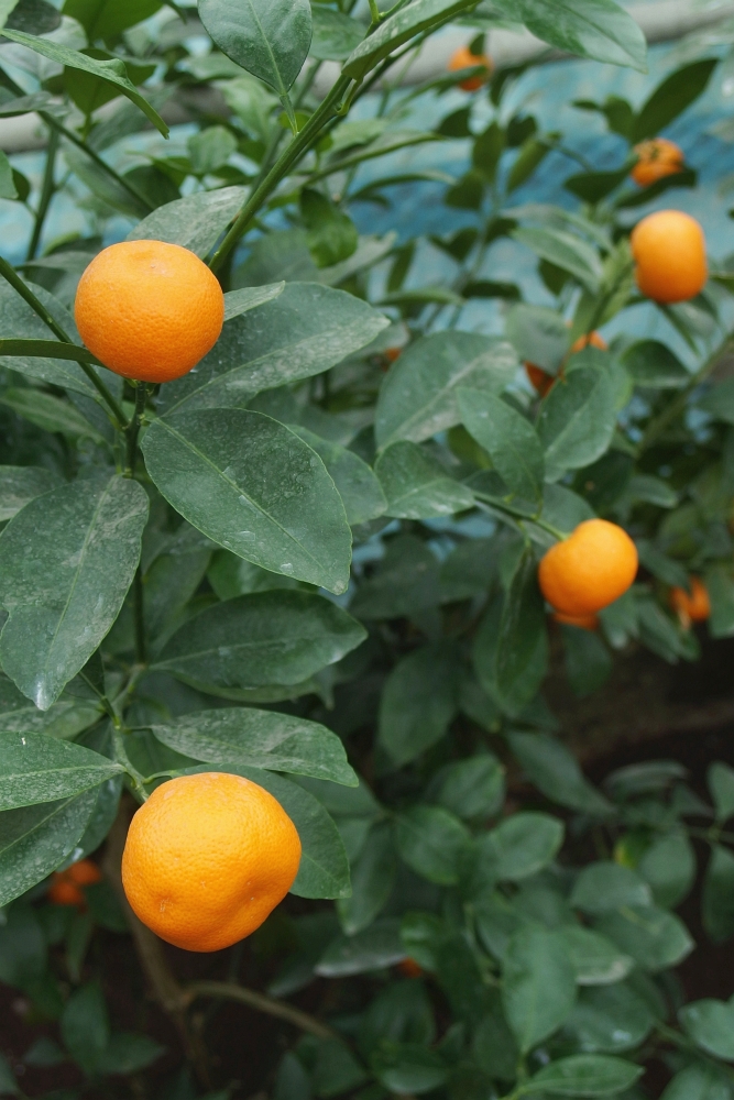 Citrus reticulata