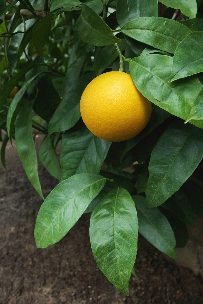 Citrus sinensis