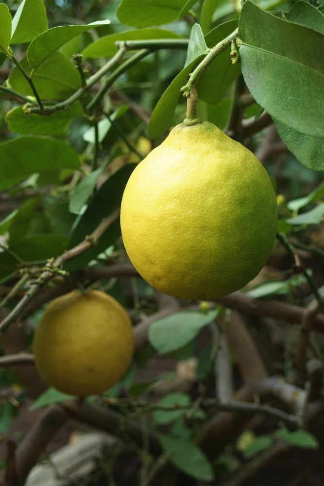 Citrus x limon ’Ponderosa’