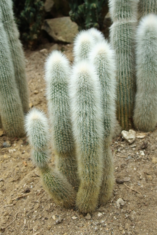 Cleistocactus strausii