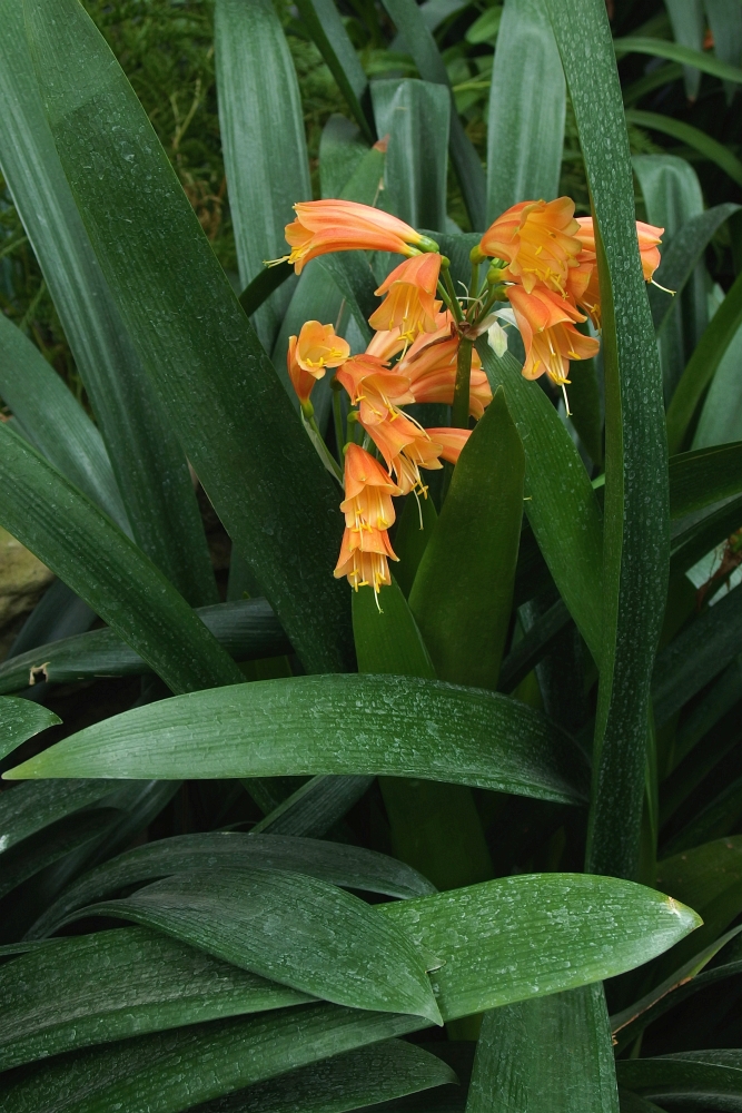 Clivia miniata