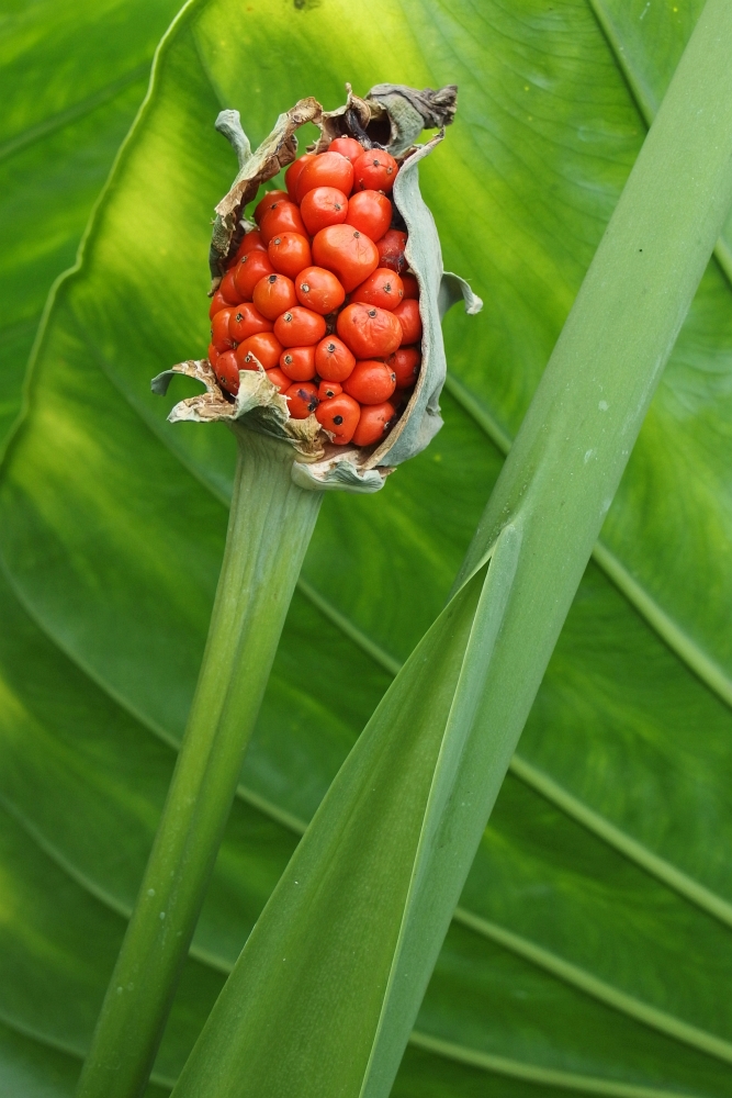 Colocasia gigantea