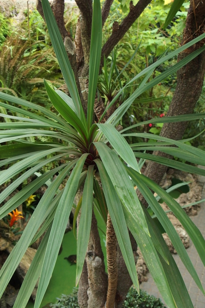 Cordyline australis