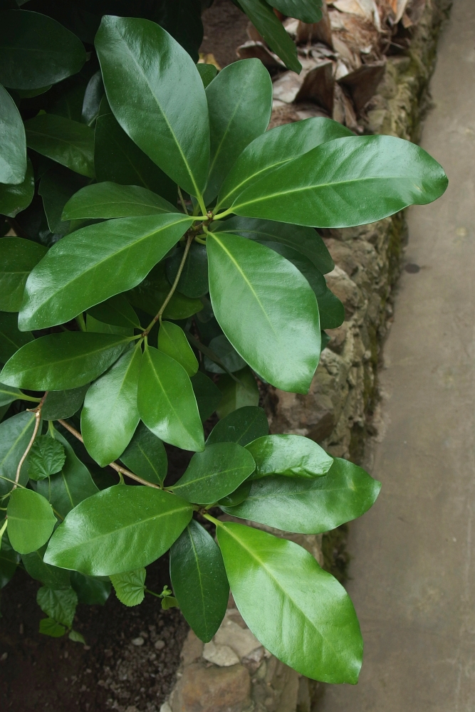 Corynocarpus laevigatus