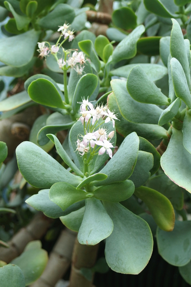 Crassula Hottentot