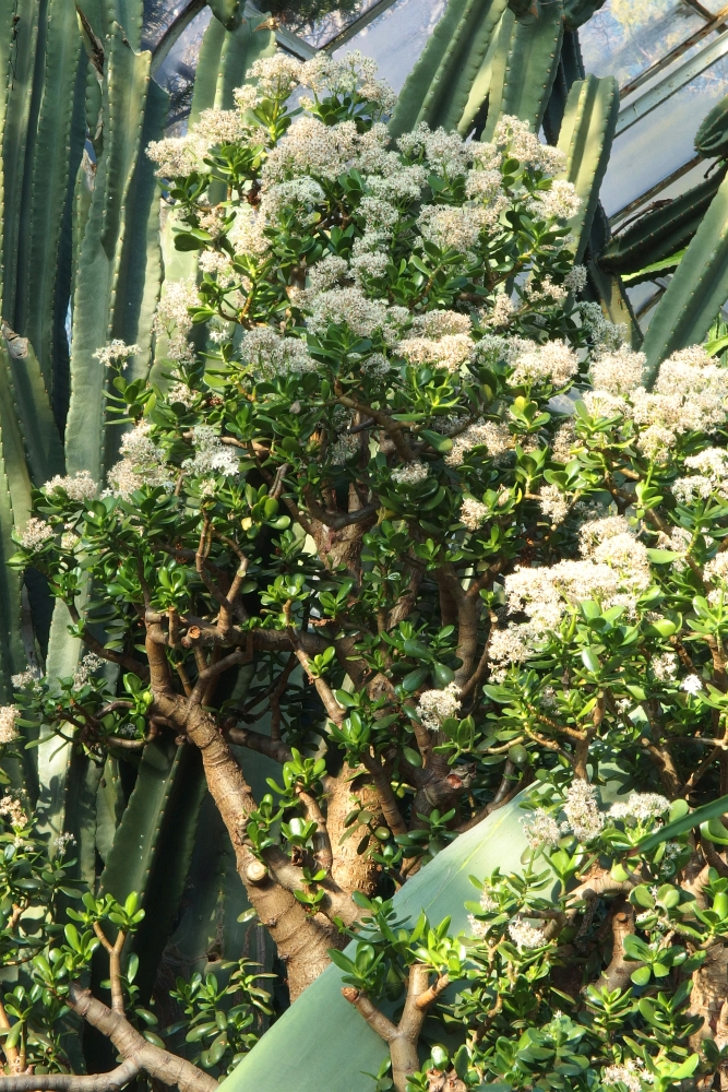 Grubosz 'Crassula falcata'