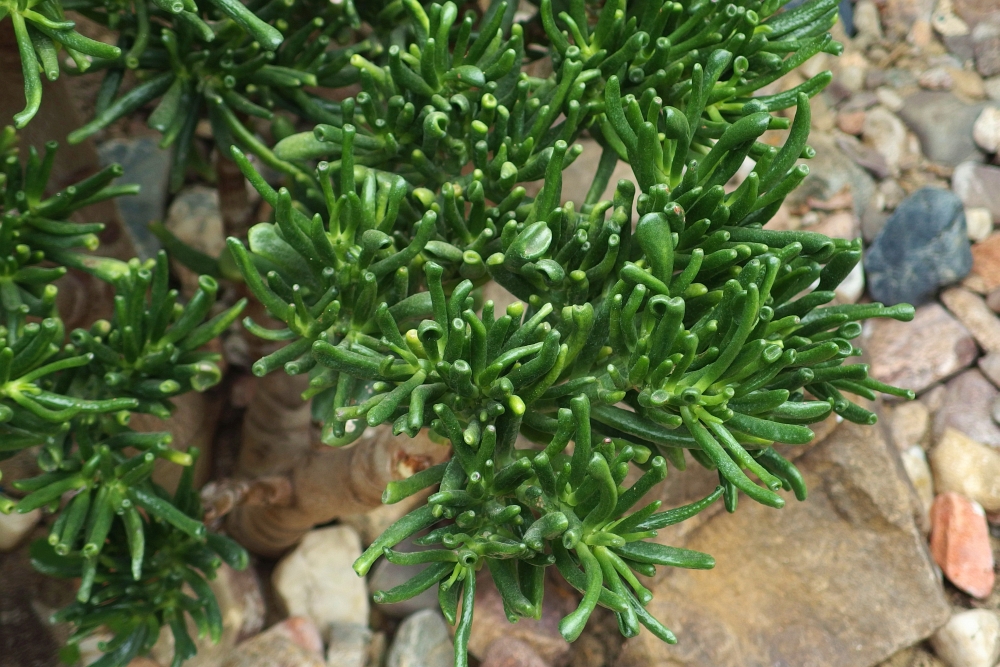 Crassula ovata